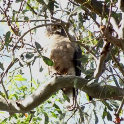 Accipiter fasciatus (Brown Goshawk) at Deakin, ACT - 27 Dec 2018 by TomT