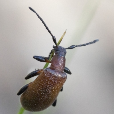 Ecnolagria grandis (Honeybrown beetle) at Tidbinbilla Nature Reserve - 18 Nov 2018 by JudithRoach