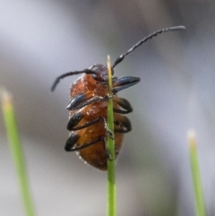 Ecnolagria grandis at Paddys River, ACT - 19 Nov 2018 08:17 AM