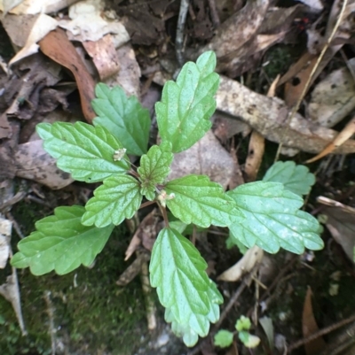 Australina pusilla subsp. muelleri (Small Shade Nettle) at Paddys River, ACT - 27 Dec 2018 by RWPurdie