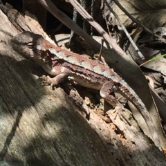 Rankinia diemensis (Mountain Dragon) at Paddys River, ACT - 28 Dec 2018 by RWPurdie