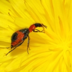 Dicranolaius villosus (Melyrid flower beetle) at Hackett, ACT - 21 Dec 2018 by TimL