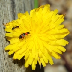 Dicranolaius villosus at Hackett, ACT - 21 Dec 2018