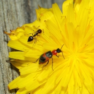 Dicranolaius villosus at Hackett, ACT - 21 Dec 2018