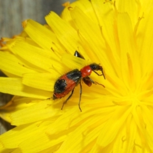 Dicranolaius villosus at Hackett, ACT - 21 Dec 2018