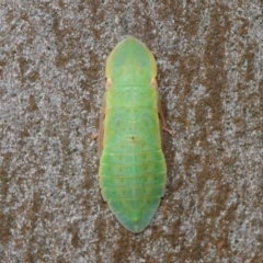 Ledrinae (subfamily) (A Flat-headed Leafhopper) at Acton, ACT - 16 Dec 2018 by TimL