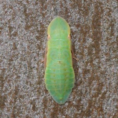 Ledrinae (subfamily) (A Flat-headed Leafhopper) at Acton, ACT - 17 Dec 2018 by TimL