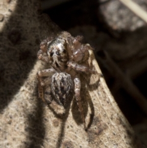 Servaea sp. (genus) at Tidbinbilla Nature Reserve - 19 Nov 2018 09:24 AM