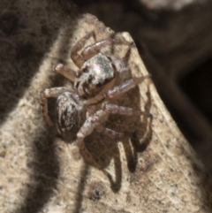 Servaea sp. (genus) at Tidbinbilla Nature Reserve - 19 Nov 2018