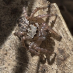 Servaea sp. (genus) at Tidbinbilla Nature Reserve - 19 Nov 2018