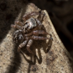 Servaea sp. (genus) at Tidbinbilla Nature Reserve - 19 Nov 2018 09:24 AM