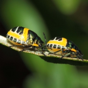 Scutiphora pedicellata at Acton, ACT - 21 Dec 2018