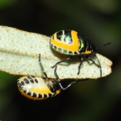 Scutiphora pedicellata at Acton, ACT - 21 Dec 2018