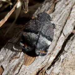 Platybrachys decemmacula (Green-faced gum hopper) at Paddys River, ACT - 18 Nov 2018 by Judith Roach