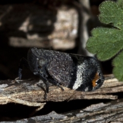 Platybrachys decemmacula at Paddys River, ACT - 19 Nov 2018