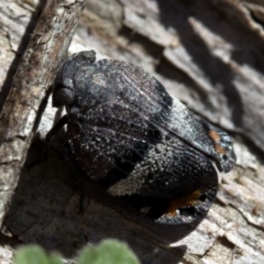 Platybrachys decemmacula at Paddys River, ACT - 19 Nov 2018 09:31 AM