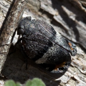 Platybrachys decemmacula at Paddys River, ACT - 19 Nov 2018 09:31 AM