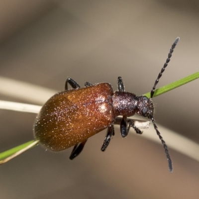 Ecnolagria grandis (Honeybrown beetle) at Tidbinbilla Nature Reserve - 6 Dec 2018 by JudithRoach