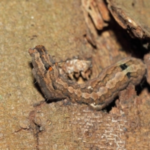 Lepidoptera unclassified IMMATURE at Acton, ACT - 18 Dec 2018 01:42 PM