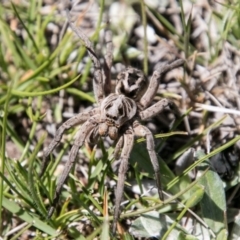 Tasmanicosa sp. (genus) (Tasmanicosa wolf spider) at Namadgi National Park - 1 Dec 2018 by SWishart