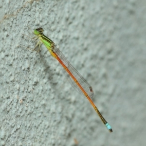 Ischnura aurora at Hackett, ACT - 21 Dec 2018