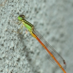 Ischnura aurora at Hackett, ACT - 21 Dec 2018