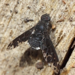 Anthrax sp. (genus) (Unidentified Anthrax bee fly) at Hackett, ACT - 17 Dec 2018 by TimL