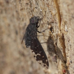 Anthrax sp. (genus) at Hackett, ACT - 17 Dec 2018 08:55 AM