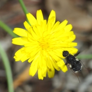 Anthrax sp. (genus) at Hackett, ACT - 17 Dec 2018 08:55 AM