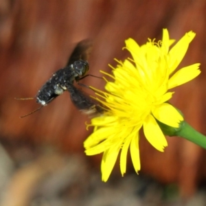 Anthrax sp. (genus) at Hackett, ACT - 17 Dec 2018 08:55 AM