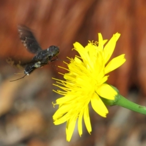 Anthrax sp. (genus) at Hackett, ACT - 17 Dec 2018 08:55 AM