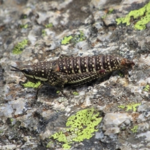 Monistria concinna at Kosciuszko National Park, NSW - 28 Dec 2018