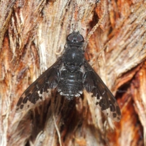 Anthrax sp. (genus) at Acton, ACT - 17 Dec 2018 09:19 AM