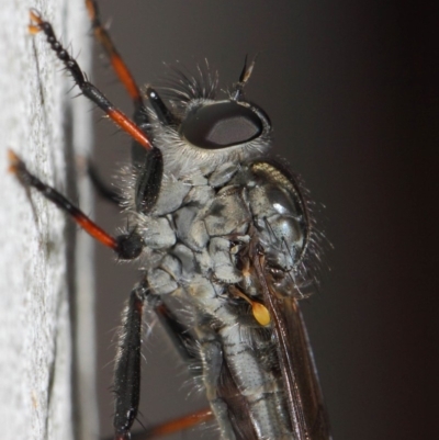 Cerdistus sp. (genus) (Yellow Slender Robber Fly) at Acton, ACT - 21 Dec 2018 by TimL