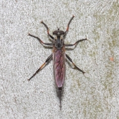 Cerdistus sp. (genus) at Acton, ACT - 21 Dec 2018 12:37 PM