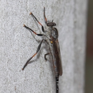 Cerdistus sp. (genus) at Acton, ACT - 21 Dec 2018 12:37 PM