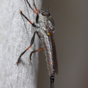 Cerdistus sp. (genus) at Acton, ACT - 21 Dec 2018 12:37 PM