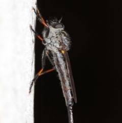 Cerdistus sp. (genus) at Acton, ACT - 21 Dec 2018 12:37 PM