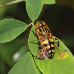 Eristalinus punctulatus at Acton, ACT - 21 Dec 2018 01:22 PM