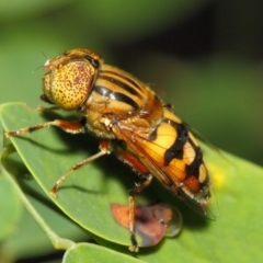 Eristalinus punctulatus at Acton, ACT - 21 Dec 2018 01:22 PM