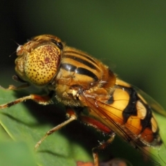 Eristalinus punctulatus at Acton, ACT - 21 Dec 2018 01:22 PM