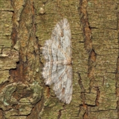 Ectropis excursaria (Common Bark Moth) at Acton, ACT - 18 Dec 2018 by TimL