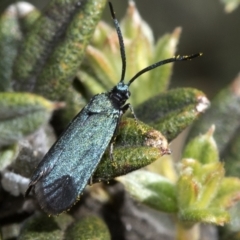 Myrtartona coronias (A Forester moth (Procidinae)) at Namadgi National Park - 7 Dec 2018 by JudithRoach
