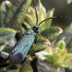 Myrtartona coronias (A Forester moth (Procidinae)) at Cotter River, ACT - 7 Dec 2018 by JudithRoach