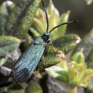 Myrtartona coronias at Namadgi National Park - 8 Dec 2018