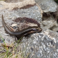 Eulamprus tympanum (Southern Water Skink) at Kosciuszko National Park - 28 Dec 2018 by KShort