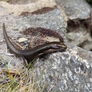 Eulamprus tympanum at Thredbo, NSW - 28 Dec 2018