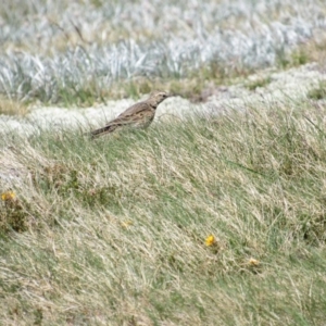 Anthus australis at Kosciuszko National Park, NSW - 28 Dec 2018