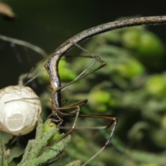 Ariamnes sp. (genus) (A whip spider) at ANBG - 21 Dec 2018 by Tim L