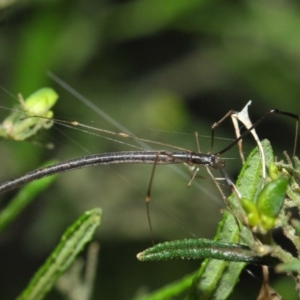 Ariamnes sp. (genus) at Acton, ACT - 21 Dec 2018